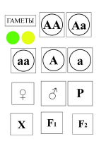 Модель-аппликация Моногибридное скрещивание и его цитологические основы - «globural.ru» - Ижевск