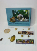 Коллекция "Раковины моллюсков" (вариант 2) - «globural.ru» - Ижевск