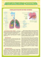 Стенд "Дыхательная система" - «globural.ru» - Ижевск
