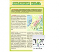 Стенд "Биосинтез белка" - «globural.ru» - Ижевск