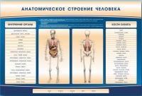 Электрифицированный стенд-тренажер c макетом скелета "Анатомическое строение человека" - «globural.ru» - Ижевск