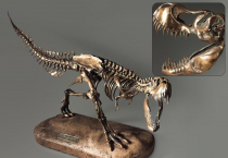 Модель скелета динозавра Tyrannosaurus - «globural.ru» - Ижевск