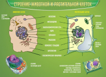 Стенд "Строение животной и растительной клеток" - «globural.ru» - Ижевск