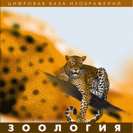 Зоология. (Цифровая база изображений) - «globural.ru» - Ижевск