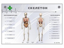 Электрифицированный стенд-тренажер "Скелетон" - «globural.ru» - Ижевск