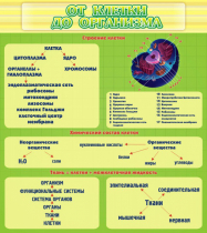 Стенд "От клетки до организма" - «globural.ru» - Ижевск