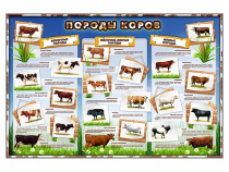 Стенд "Породы коров" - «globural.ru» - Ижевск