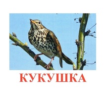 Карточки Домана "Птицы-3" - «globural.ru» - Ижевск