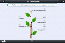 Интерактивные курсы. Биология 6 класс. Расширенный - «globural.ru» - Ижевск