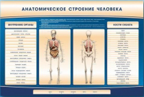 Электрифицированный стенд-тренажер c макетом скелета "Анатомическое строение человека" - «globural.ru» - Ижевск