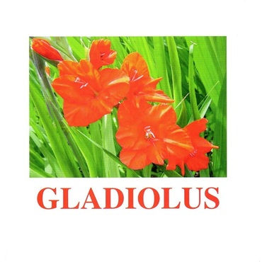"Flowers-1" ("Цветы-1") английские карточки Домана - «globural.ru» - Ижевск