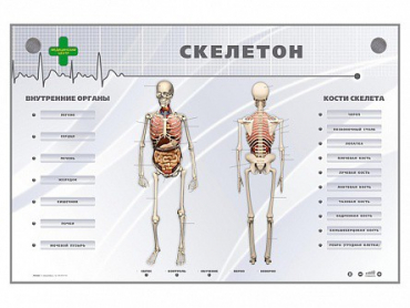 Электрифицированный стенд-тренажер "Скелетон" - «globural.ru» - Ижевск