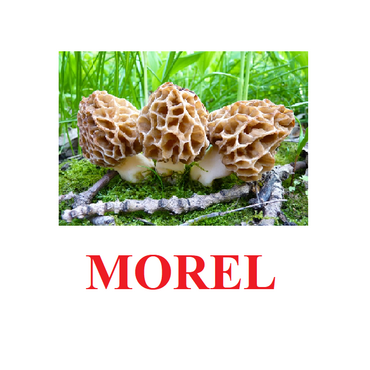 "Mushrooms" ("Грибы") английские карточки Домана - «globural.ru» - Ижевск