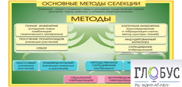 Стенд "Методы селекции и биотехнологии" - «globural.ru» - Ижевск