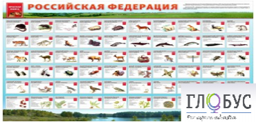 Стенд "Красная книга РФ" - «globural.ru» - Ижевск
