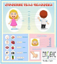 Стенд "Строение человека" для детей - «globural.ru» - Ижевск