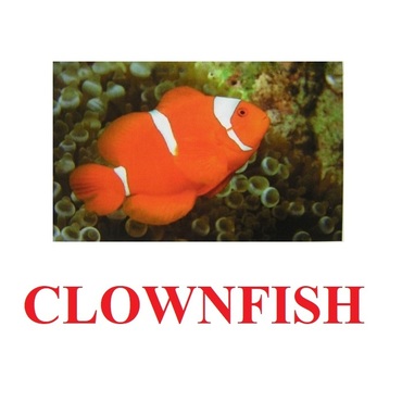 "Fish" ("Рыбы") английские карточки Домана - «globural.ru» - Ижевск
