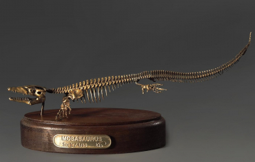 Модель скелета мозазавра Mosasaurus - «globural.ru» - Ижевск
